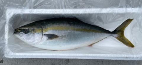 【送料無料】不定貫「鮮魚」高知県産ぶり　鰤　1尾（魚体5Kg～6Kg