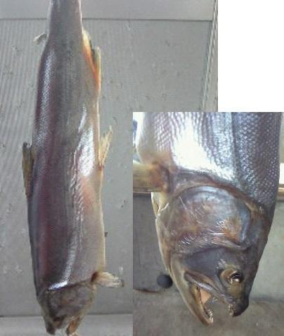 【送料無料】越後村上塩引鮭 一本物 約3kg/本(原体4kg)