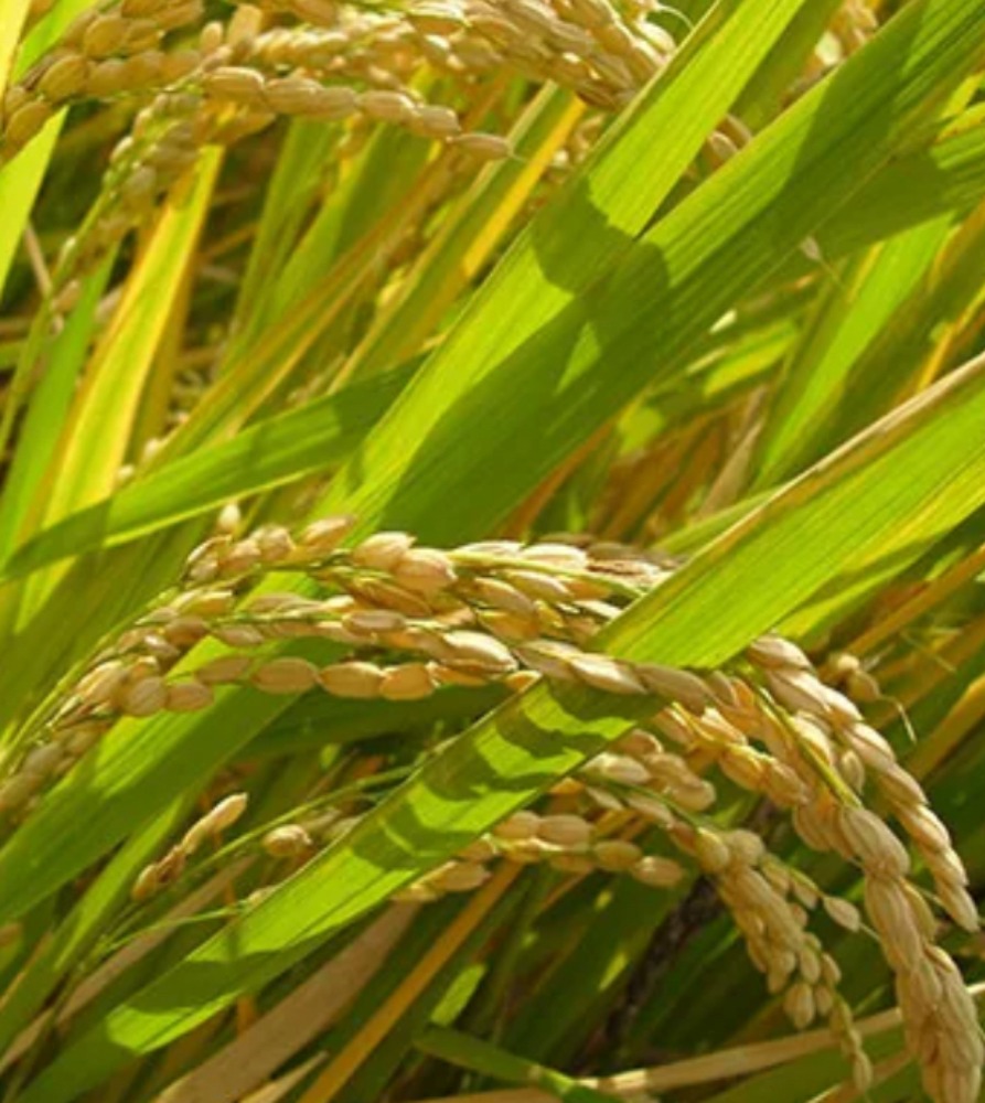 【令和７年産】業務用佐賀県産夢しずく/30kg(5kgx6袋)