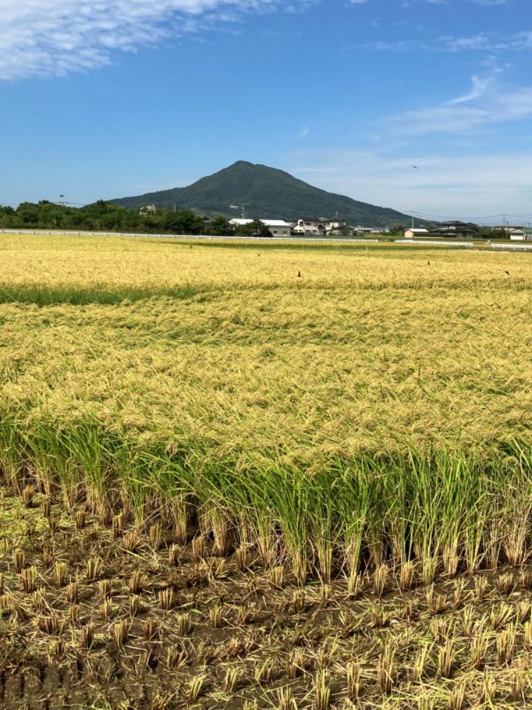 業務用複数原料米（国内産）/30kg(5kgx6袋)