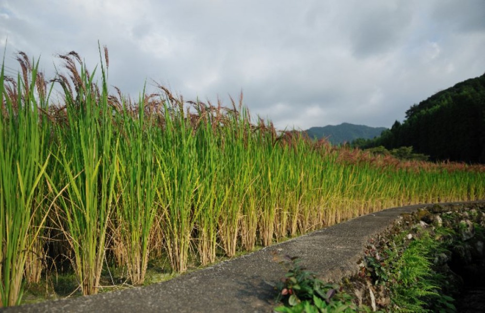【令和６年産】業務用富山米/30kg(5kgx6袋)