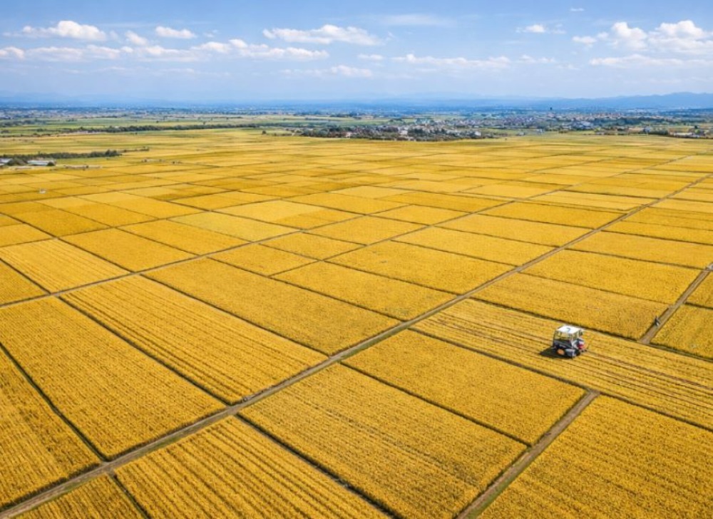 【令和７年産】業務用佐賀県産夢しずく/30kg(5kgx6袋)