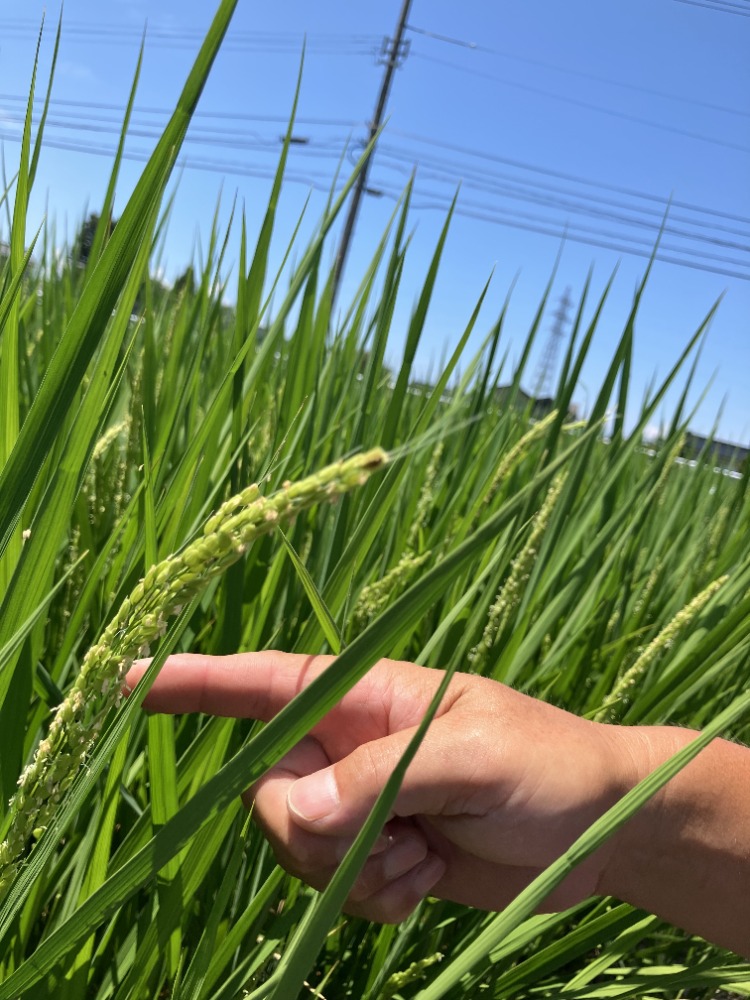 業務用複数原料米（国内産）/30kg(5kgx6袋)