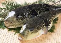 �X�܎ʐ^�E���S