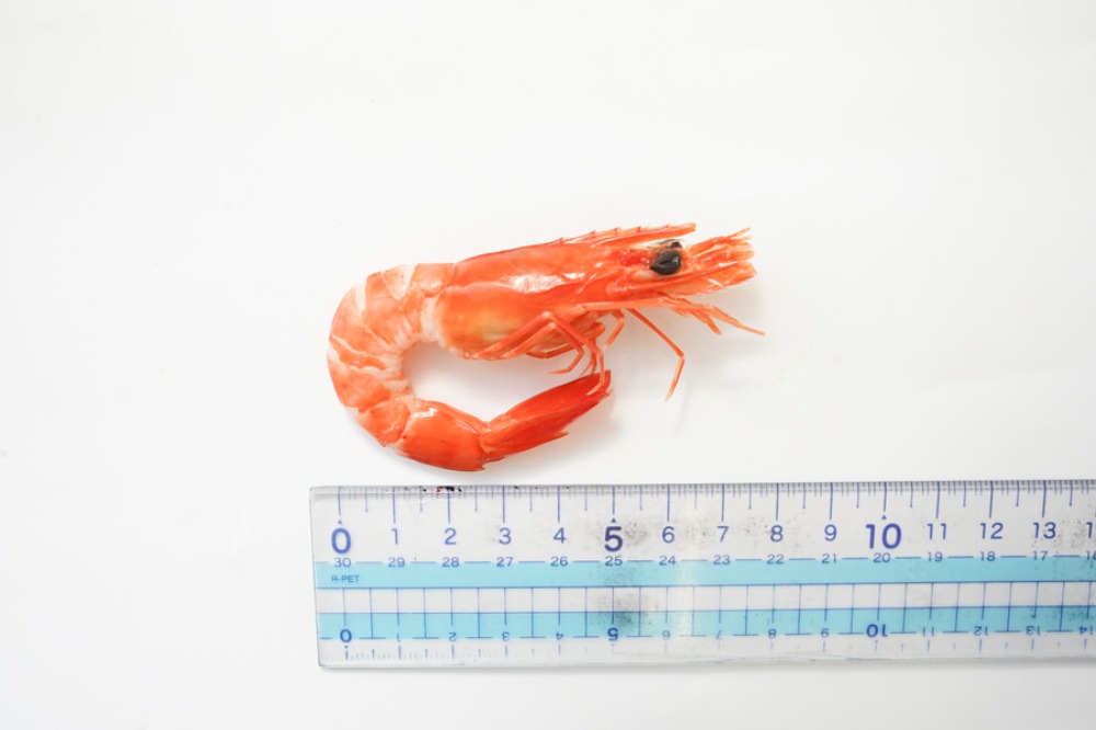 海老　ボイル　中剥き　1パック(45尾入)