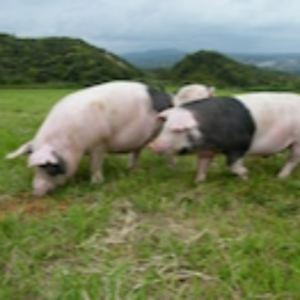 沖縄あぐー焼肉セット（うで肉もしくはもも肉）