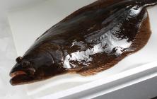 �X�܎ʐ^�E���S