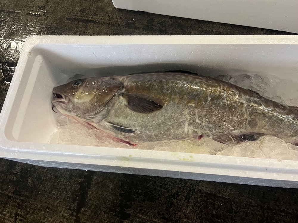 �X�����䑺�Y�I�@�^�^���@�P���@��Ukg