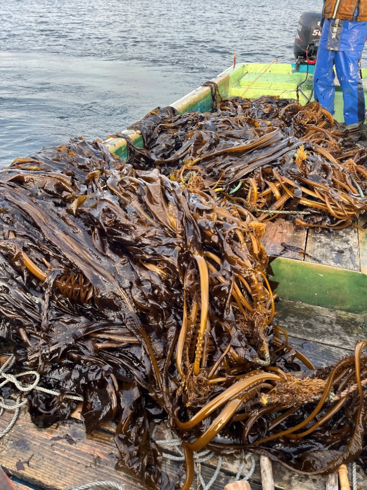 【青森県産】塩蔵わかめ　1kg