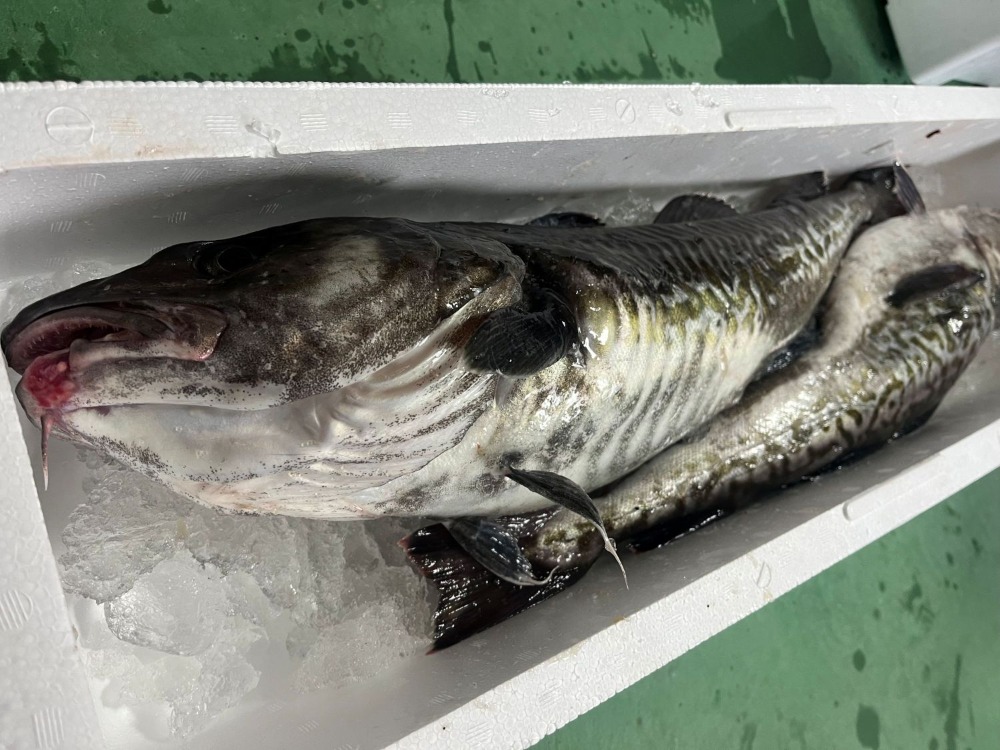 青森県佐井村産！　真タラ　１箱　約６kg