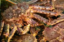 �X�܎ʐ^�E���S