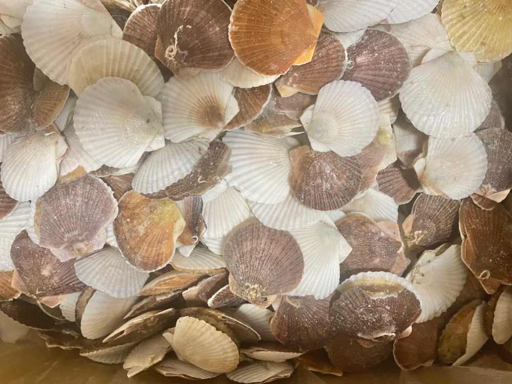 【訳あり】小樽産帆立稚貝（キズ品）