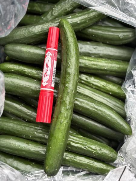熊本産 きゅうり 胡瓜 1ケース