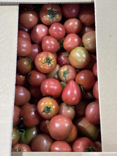 トマト　バルク　