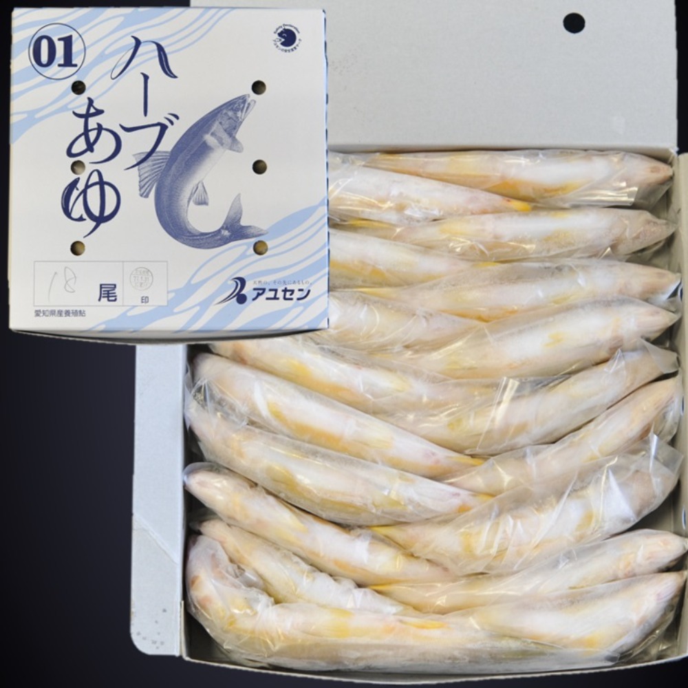 【新商品】【新商品】霜降り身質スイカ香　1級18尾　愛知　養殖鮎　国産鮎　冷凍鮎