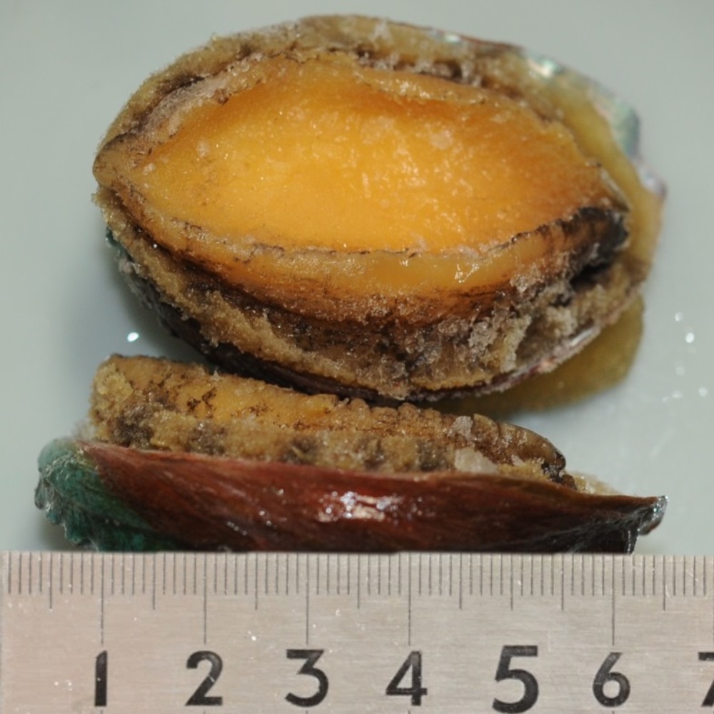 鮑味付け16個　あわび味付け　味付け鮑　味付けあわび　おせち