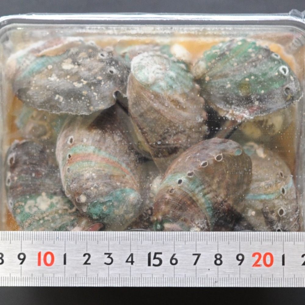 蝦夷鮑（あわび）割烹煮20入／約500ｇ