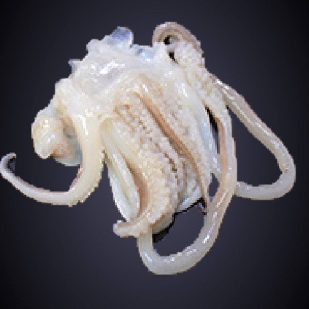 壱岐産　剣先イカ下足　生食可　風味抜群　ケンサキイカゲソ