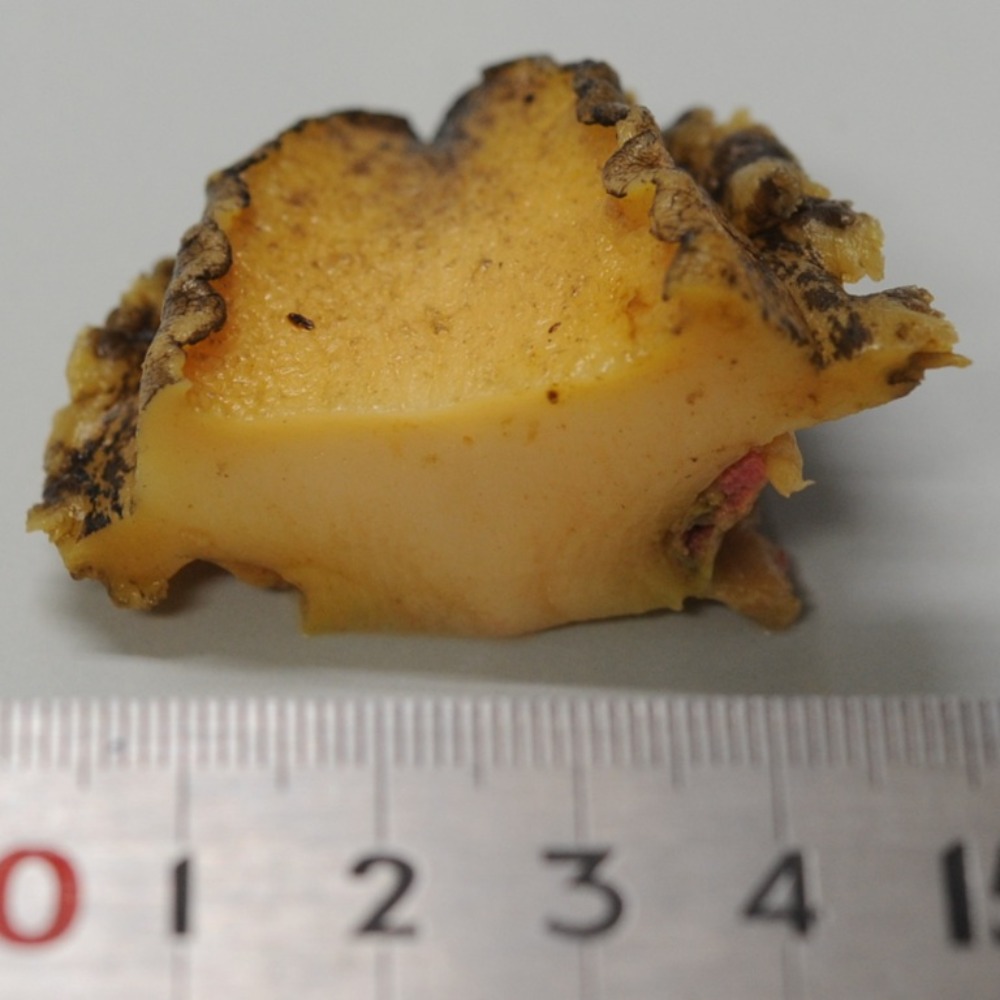 柔らか仕上げ　活〆蒸し鮑　20粒　刺身　焼物　おせち　あわび