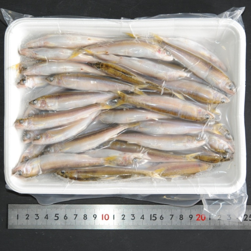 琵琶湖　天然若鮎　小鮎　稚鮎　大　10-11cm約48-53尾