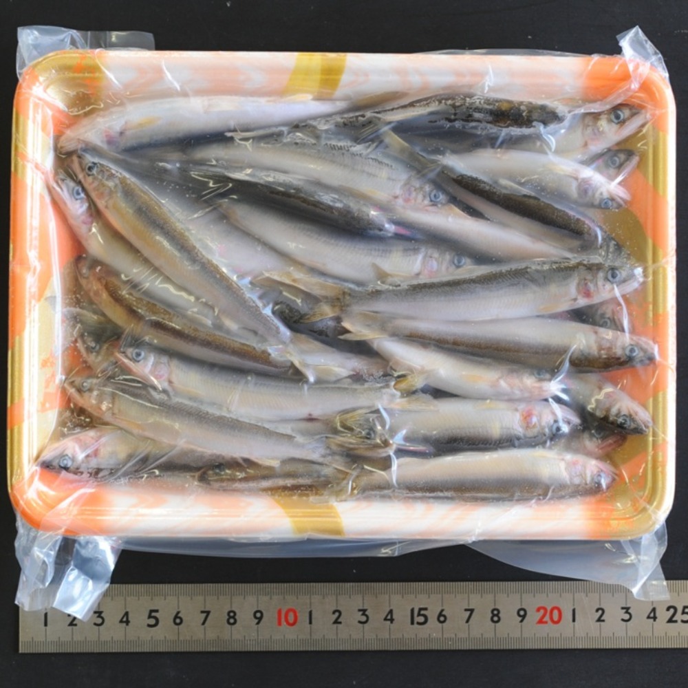 琵琶湖　天然小鮎　小あゆ　稚鮎　若鮎　特大　15ｇ　11cm