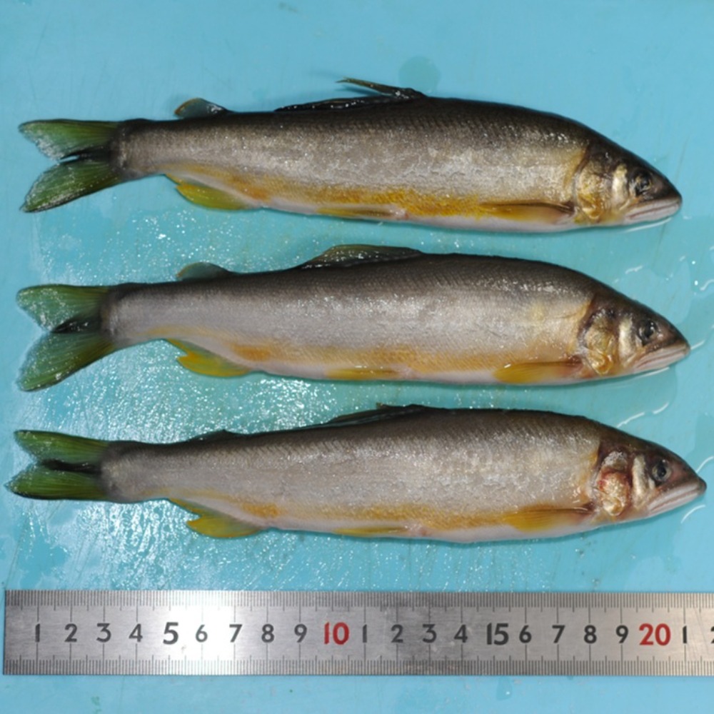 ハーブ鮎1級11尾　霜降り身質　スイカの香り　国産鮎　冷凍鮎