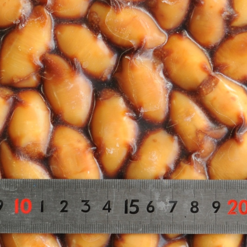 子持ちイカ2S　50個　おせち　オードブル　ヤリイカ　数の子