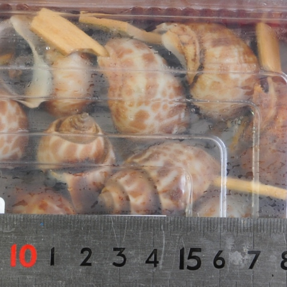 バイ貝甘煮串40個　味付バイ貝　前菜八寸　おせち　オードブル