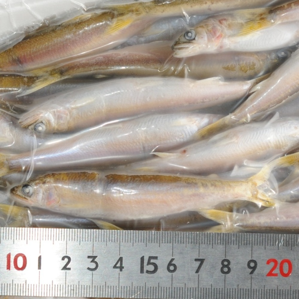 琵琶湖　天然若鮎　小鮎　稚鮎　大　10-11cm約48-53尾