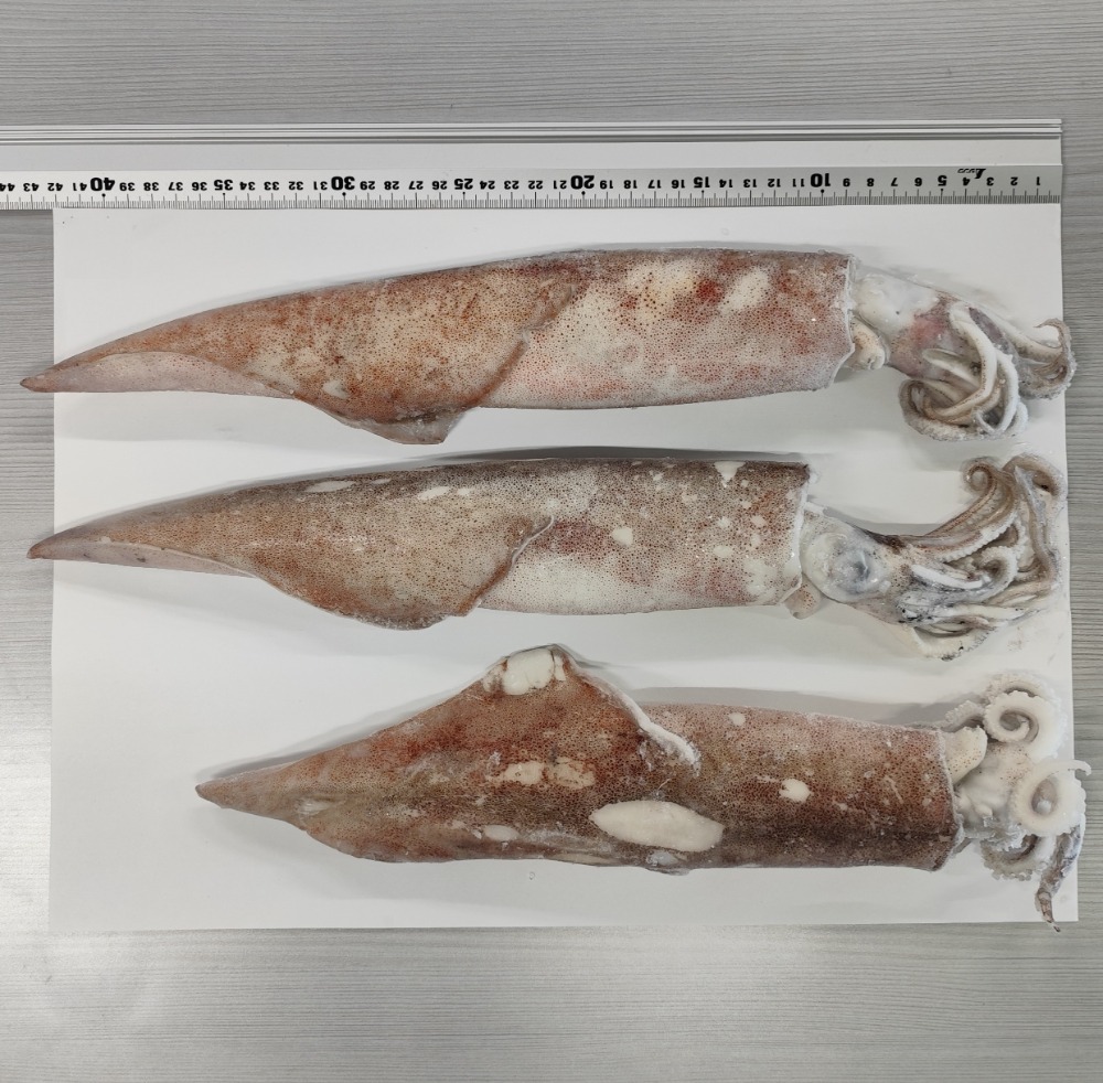 【宮城県産】冷凍ヤリイカ(ケンサキイカ)　約500〜400ｇ/一尾