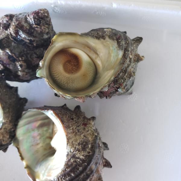 山陰産　さざえ100g〜130ℊ中サイズ　生冷　12k