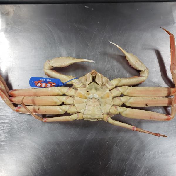 在庫限り！山陰産　活松葉がに　400ｇ〜５００ｇ活〆ボイル冷凍