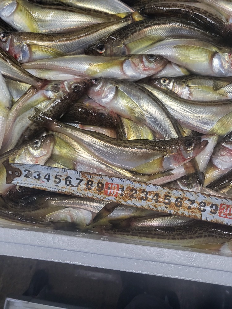 山陰産　はたはた生冷凍20尾入り大サイズ　20尾x２パック