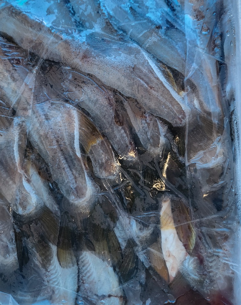 養殖鮎　頭　骨　はらわたセット５セット