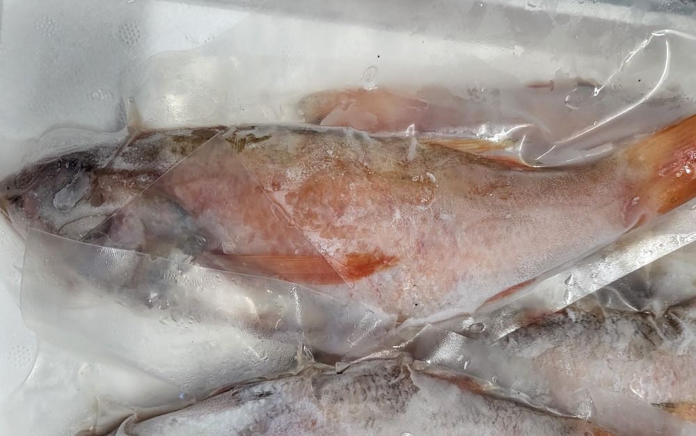 韓国産のどぐろラウンド200〜250g　1尾真空47〜48尾入り