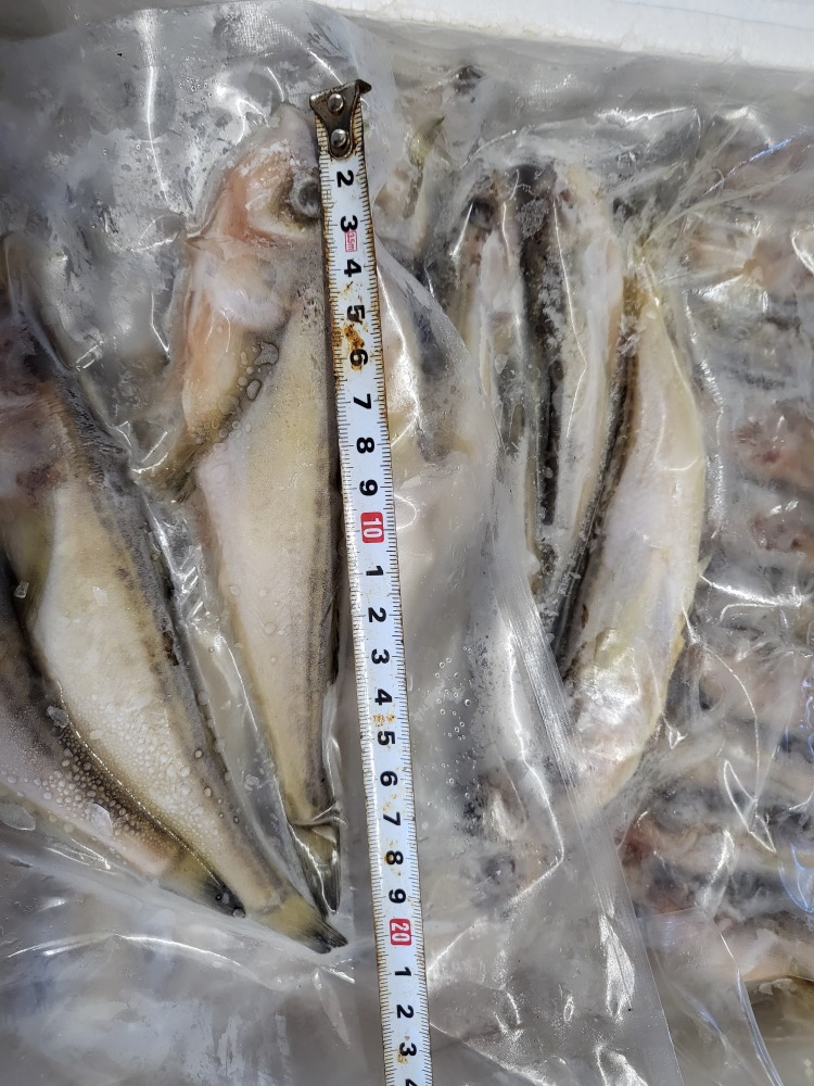 山陰産　はたはた生冷凍20尾入り大サイズ　20尾x２パック