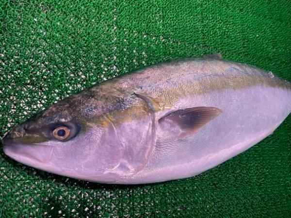 【冷蔵】養殖ブリ切身(鰤・ブリ・切り身)　120g