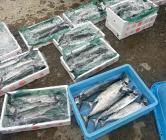 �X�܎ʐ^�E���S