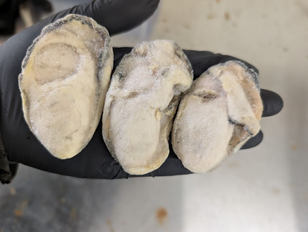 冷凍IQF【広島県産】むき身牡蠣2LUP(1粒29g以上)　10Kg