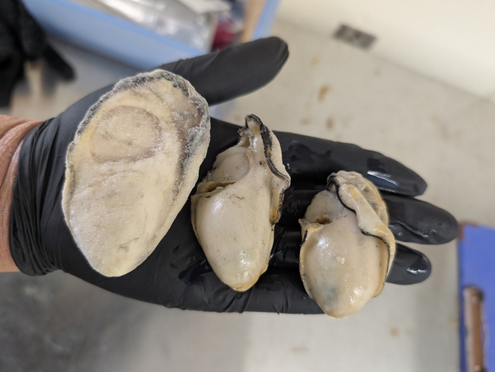 冷凍IQF【広島県産】むき身牡蠣2LUP(1粒29g以上)　10Kg