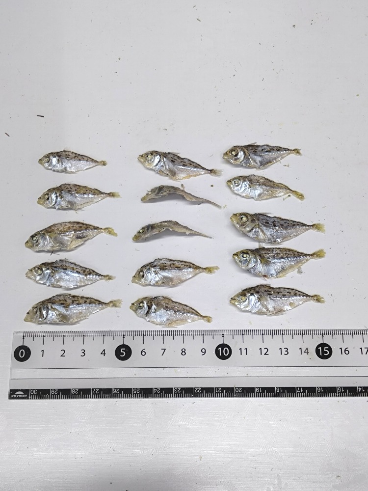 ヒイラギ煮干し　1kg袋入り