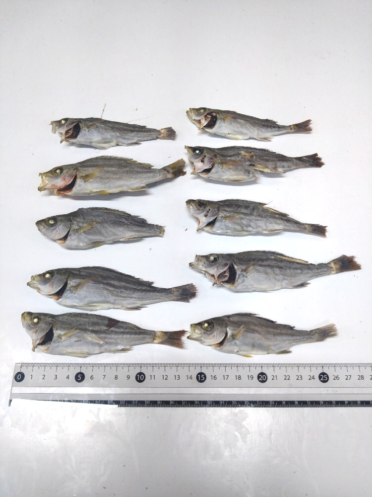 イサキ煮干し大6kg5個口