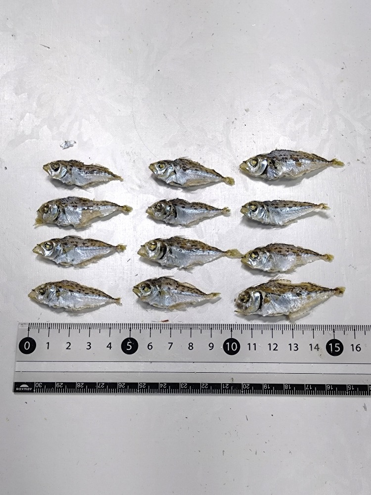 ヒイラギ煮干し8.0kg