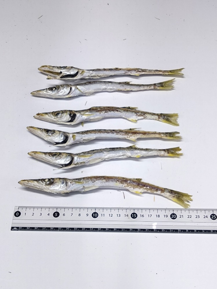 カマス煮干し1kg袋入り