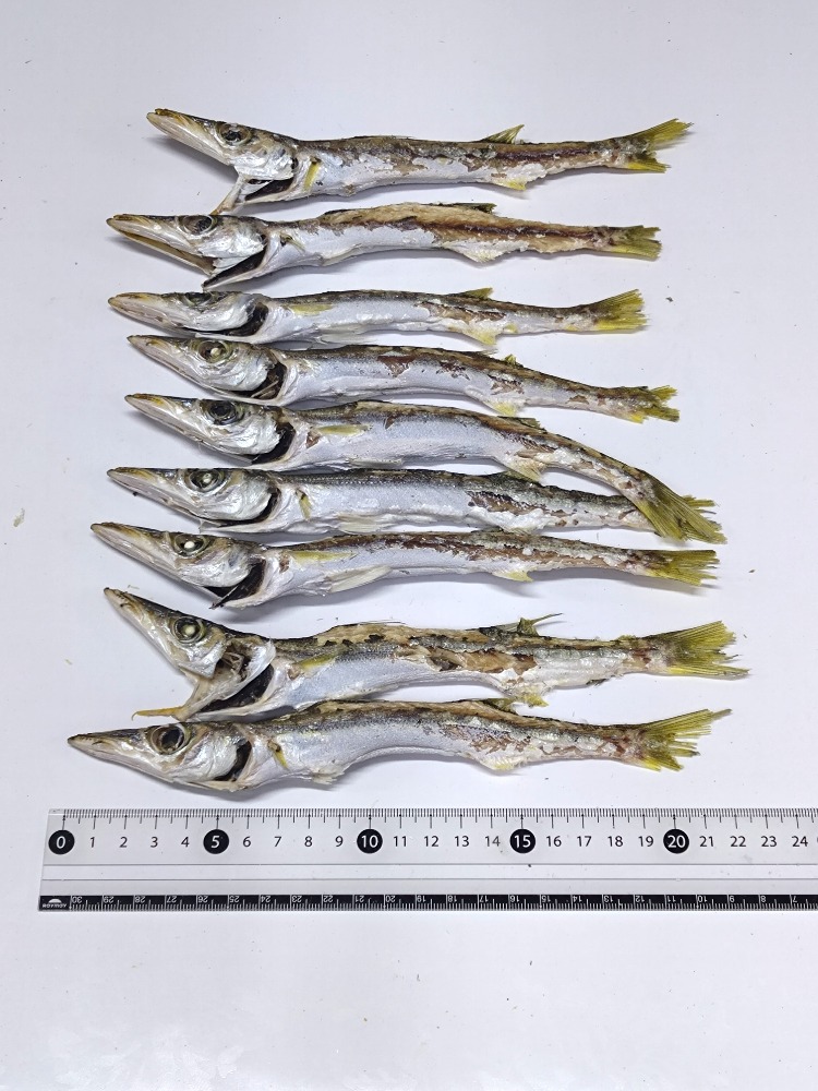 カマス煮干し特大5kg　