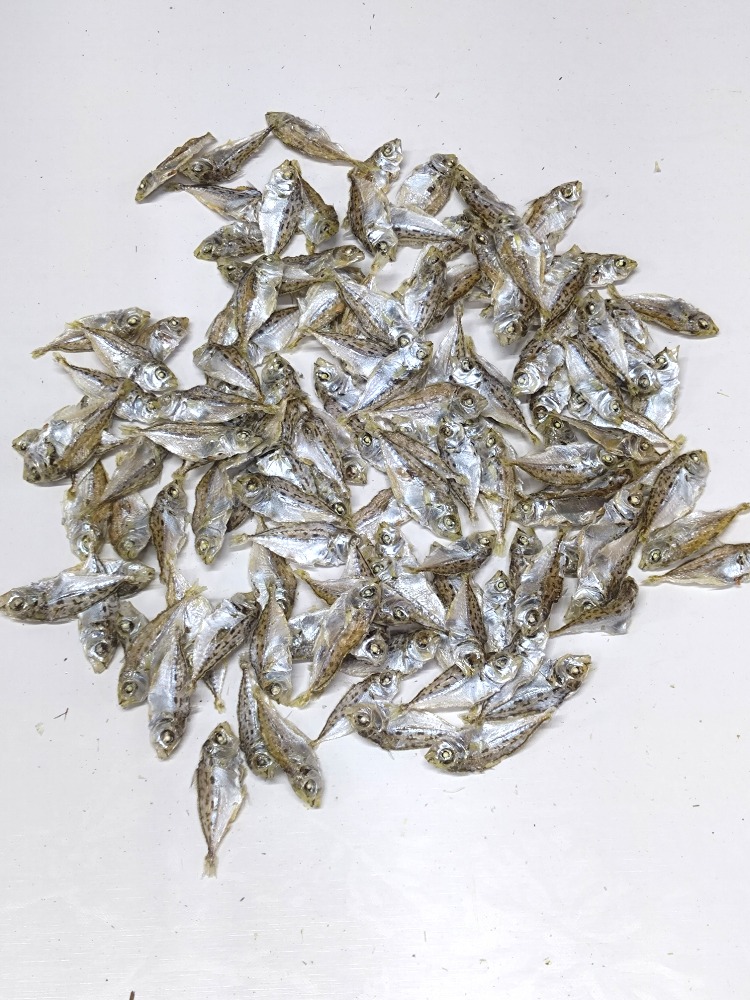 ヒイラギ煮干し　1kg袋入り