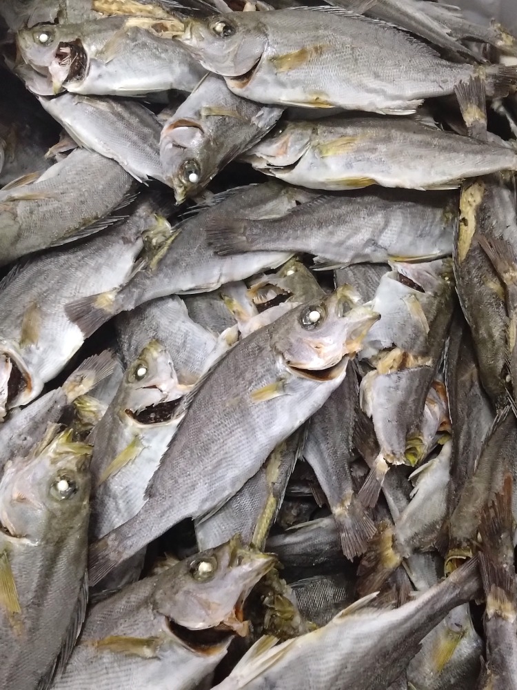 イサキ煮干し特大5kg