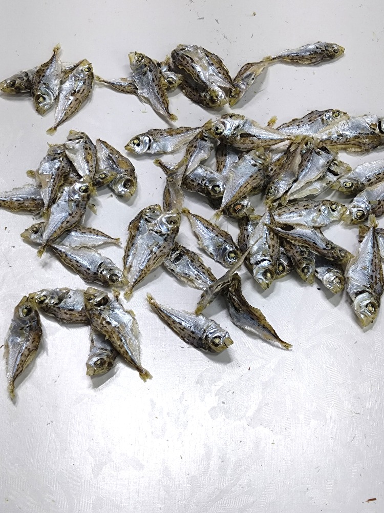 ヒイラギ煮干し8.0kg