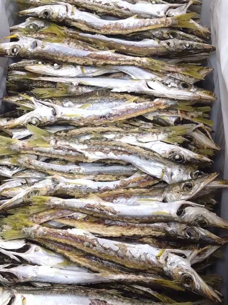 カマス煮干し特大5kg　