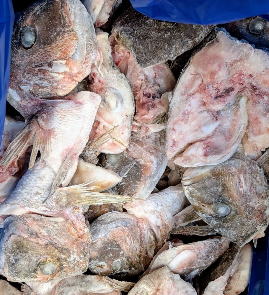 【ラーメン出汁他】鹿児島県産　真鯛　頭（カブトカマ付）10kg
